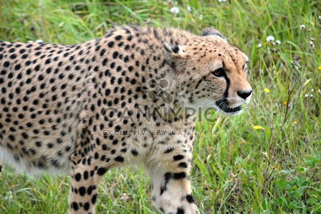 Cheetah on green grass - image gratuit #229505 