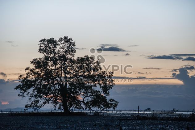 Trees growing from water - бесплатный image #271835