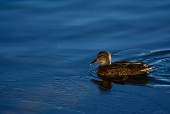 Duck swiming in the blue water of the pond - image #271905 gratis