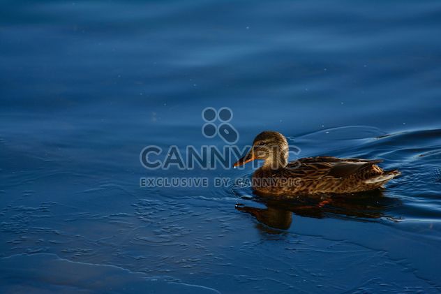 Duck swiming in the blue water of the pond - image gratuit #271905 