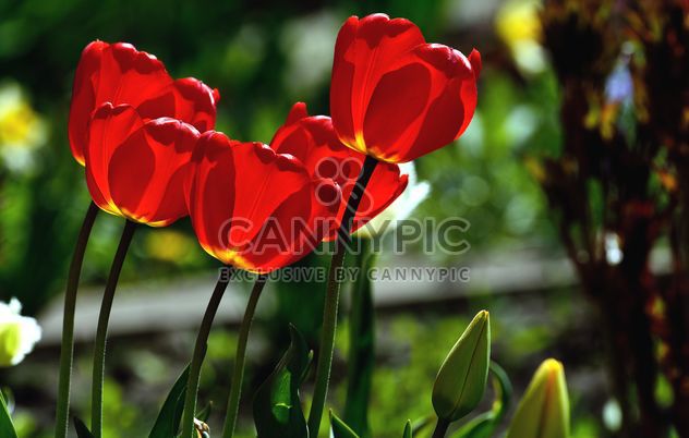 Red tulips in sunlight - image #271965 gratis