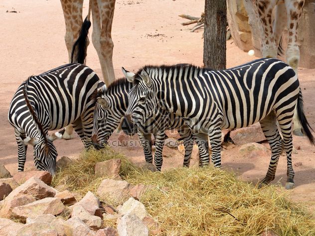 Zebras in the zoo - Free image #271995