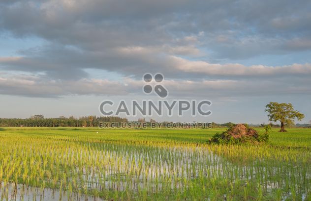 Rice fields - image #272955 gratis