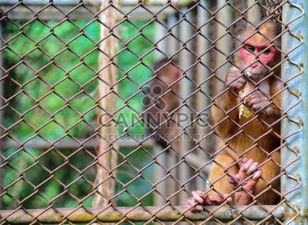 monkey in the zoo - image #273055 gratis