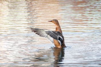Wild duck on lake - Kostenloses image #273175