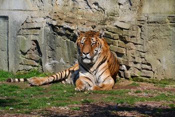 Tiger in Park - image gratuit #273615 