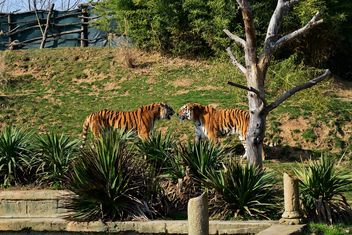 Tigers in a Zoo - бесплатный image #273675