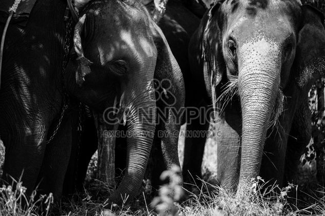 Asia elephants in Thailand - Free image #274915