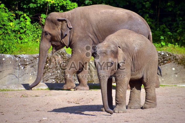 elephant with his son - image #274935 gratis