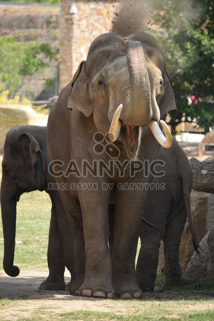 Elephant in the Zoo - image #274945 gratis