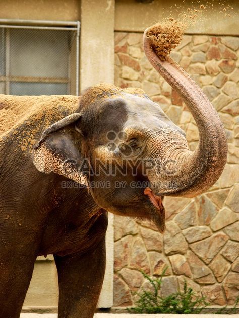 Elephant in the Zoo - image gratuit #274955 