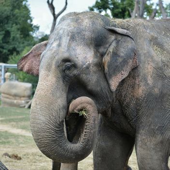 Elephant in the Zoo - image gratuit #274975 