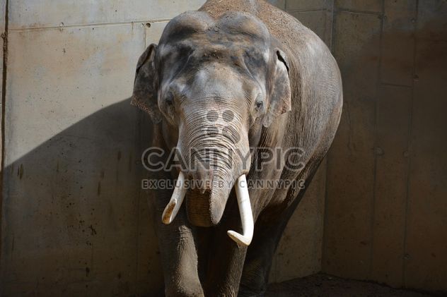 Elephant in the Zoo - image gratuit #274985 