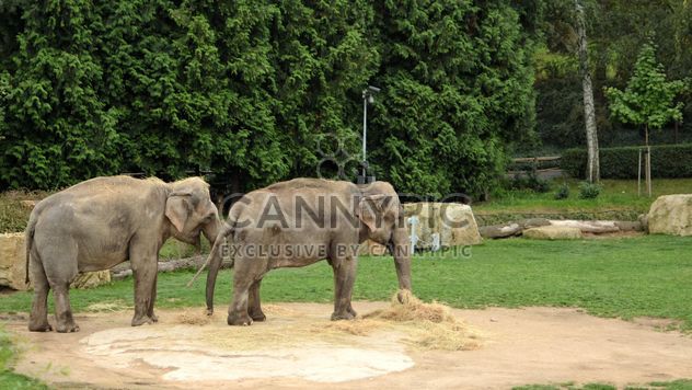 Elephants in the Zoo - бесплатный image #274995
