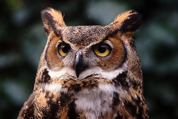 horned_owl - image gratuit #275335 
