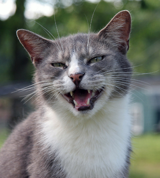 Cat smiling at sanctuary - бесплатный image #275475
