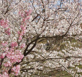 sakura mankai(full blossom) - Free image #275905