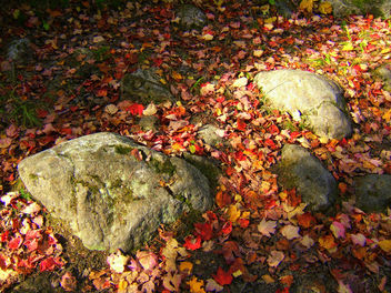 Rock-n-leaves - Free image #276615