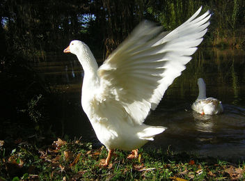 Wings of Love, Joy, Peace and Hope for 2007 - image gratuit #276725 