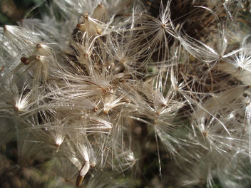 Thistle Seed Explosion - Free image #277385