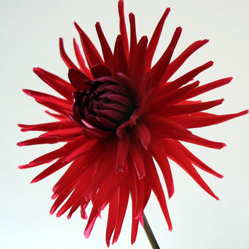 Dahlia flower - Kostenloses image #277415
