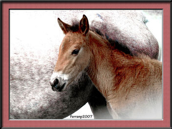 retrat d'un poltre 00 - retrato de un potrillo - portrait of a pony - image gratuit #277515 