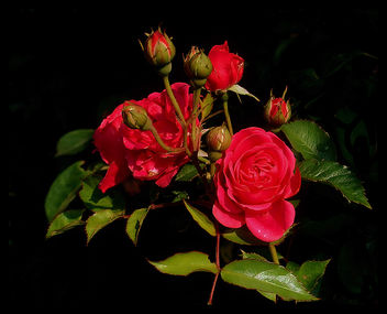lovely roses - image gratuit #277735 