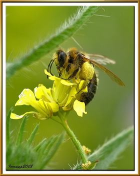 abella 03- abeja - bee - apis mellifera - image gratuit #277985 