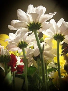 The Underside... (Back to flowers again) - image #278115 gratis