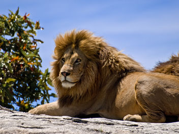Male Lion on Rock - image gratuit #278215 