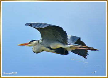 Bernat pescaire - Garza real defecando en vuelo - Grey heron defecating in flight - Ardea cinerea - Free image #278235