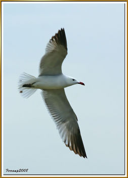 gavina corsa - gaviota de audouin - audouin's gull - larus audouainii - image gratuit #278425 