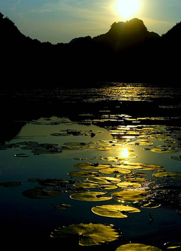 golden lotus lake - image gratuit #278755 
