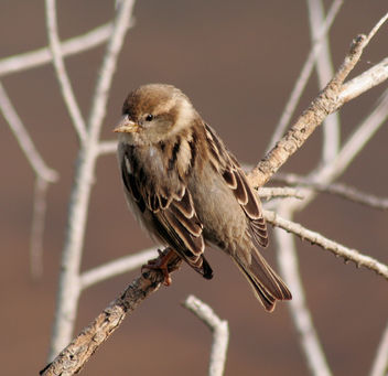In search of the Maltese Falcon #3 - Female Spanish Sparrow, Ghadira Nature Reserve, Malta - image #279225 gratis