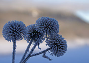 Frosty thistles - Free image #279245