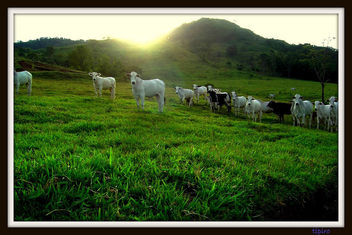 Sunset On The Farm - Free image #279485