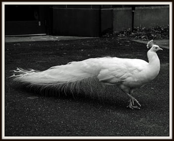 White Peacock, bw, (2 of 4) - image #279515 gratis