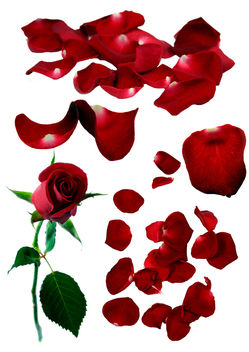 Flower 5 _ Rose & Petals - Free image #279765