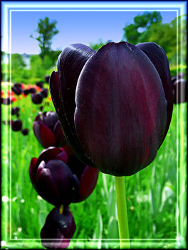 dark_tulip - Kostenloses image #279895