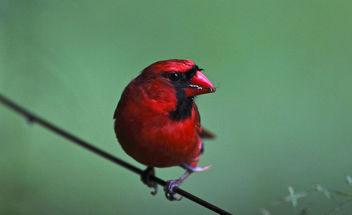 Cardinal having a snack - бесплатный image #280075