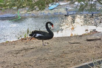 Black swan - Free image #280965