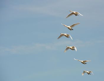 White swans flying - image gratuit #280995 