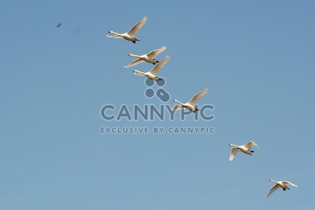 Swans flying - Kostenloses image #281015