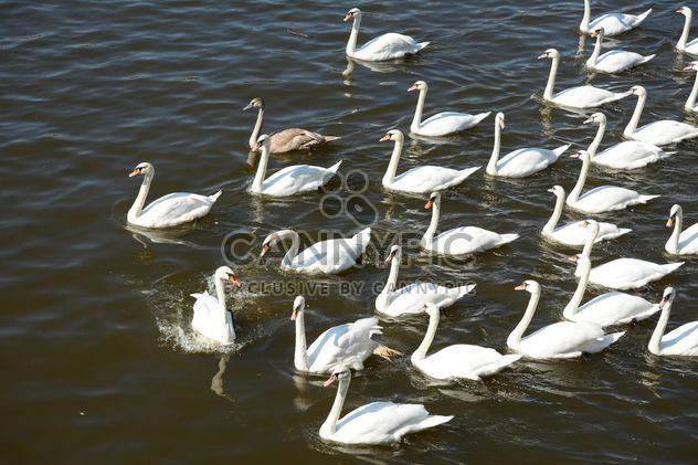 Swans on the lake - image #281025 gratis