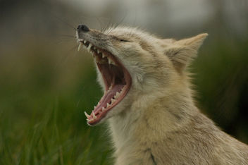Corsac Fox (Vulpes Corsac) Yawning, Hamerton Zoo - Kostenloses image #281275