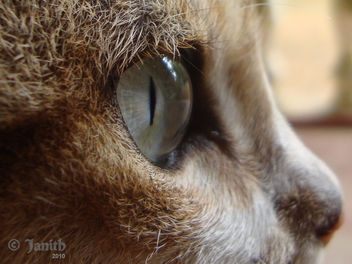Cats Eye II - image #281305 gratis