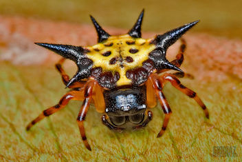 Spiny Orb Weaver Spider On A Dry Leaf - image gratuit #281345 