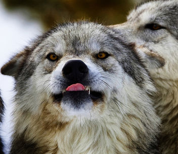Hungry Wolf - image gratuit #281525 