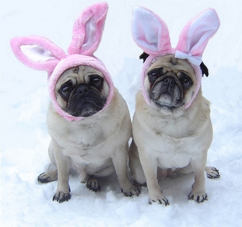 Pug Easter Bunnies - image #281715 gratis