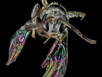 Lasioglossum foxii, M, Face, MD, Baltimore Co_2013-07-30-16.13.30 ZS PMax - Free image #281915